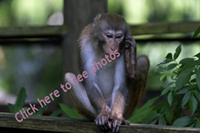 Click here to see photographs of Ocala's wild monkeys