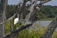 Click here to see more photographs of the Orlando Wetlands