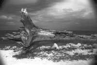 Black and White Photograph taken at Zachary Taylor Park, Key West, Florida, 2004