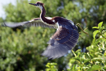 Wakodahatchee Wetlands