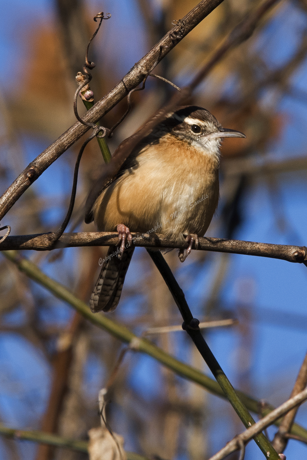 Carolina Wren, Conowingo Dam, Maryland, 2017