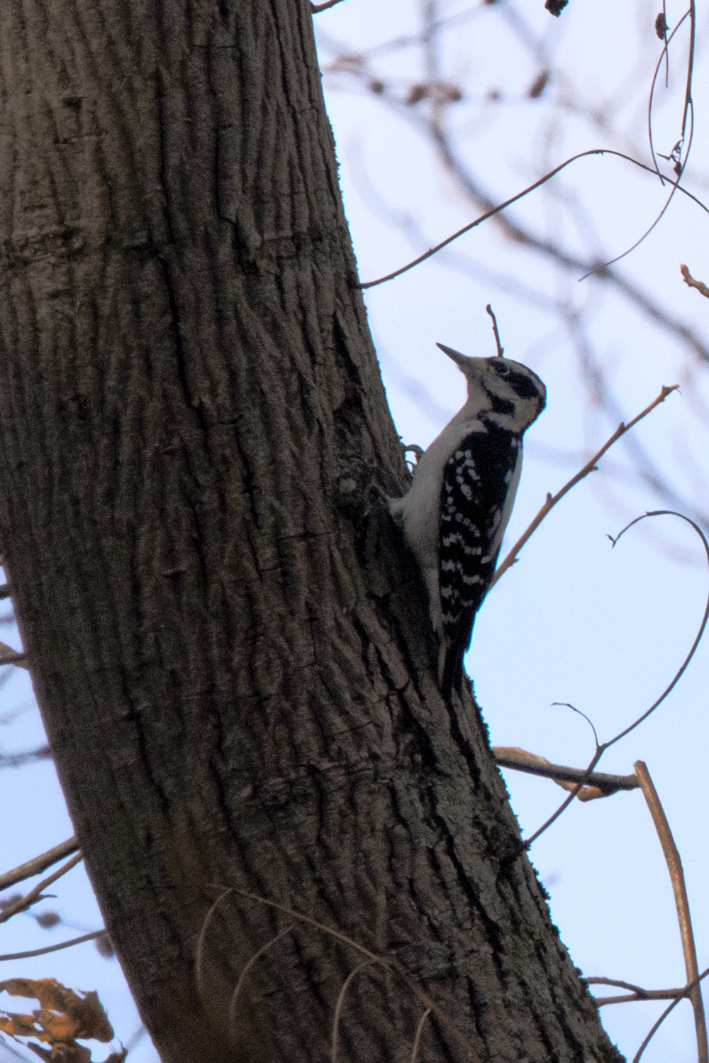 Hairy Woodpecker, Conowingo, Maryland