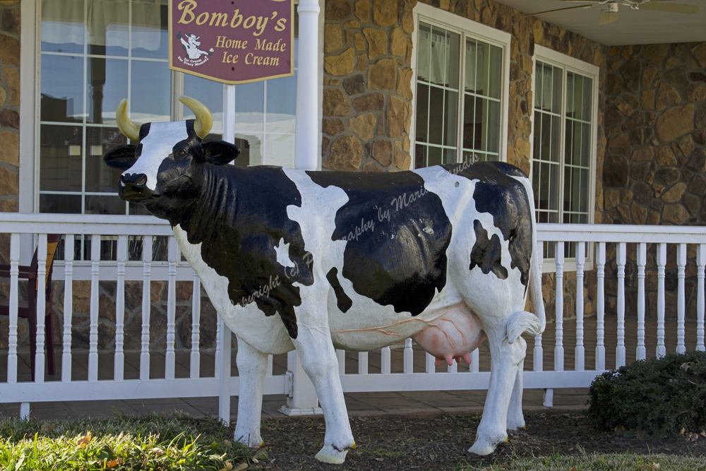 Cow, Havre de Grace, Maryland