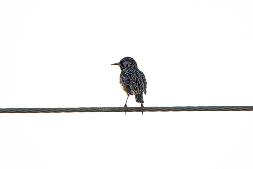 European Starling
