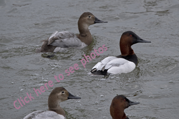 Click here to see more photographs of Canvasback Ducks