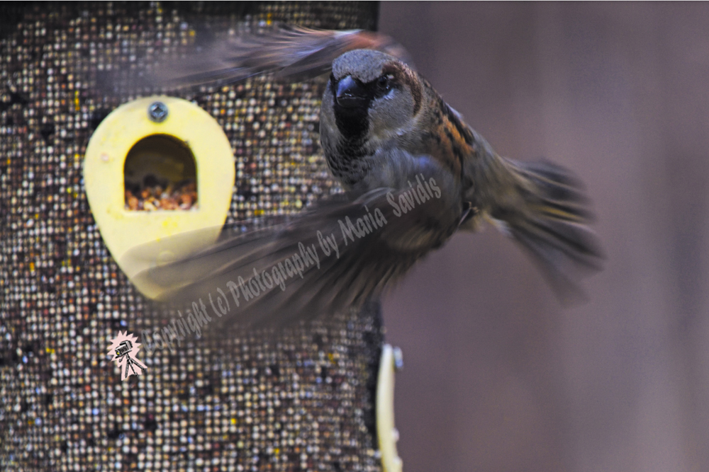 House Sparrow