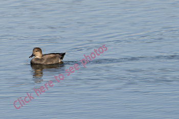 Click here to see photographs of Gadwall Ducks by Maria Savidis