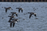 Bayonne, NJ 2017-8DS-8268, Brant Geese