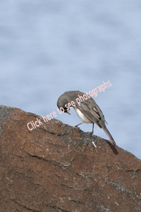 Bayonne, NJ 2017-8DS-8304 Slate-colored Dark-eyed Junco