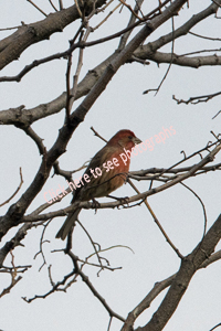 Bayonne, NJ 2017-8DS-8092, House Finch