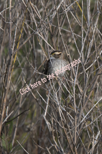 Bayonne, NJ2017-8DS-8218, White-throated Sparrow