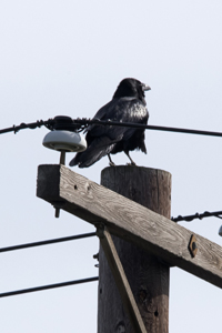 Bayonne, NJ 2017-8DS-8334, Common Raven