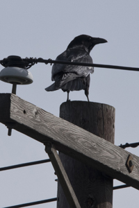 Bayonne, NJ 2017-8DS-8338, Common Raven