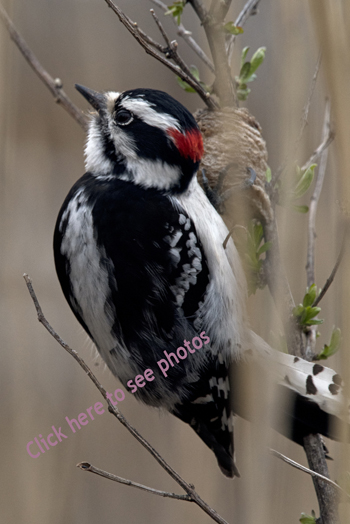 Click here to see more photographs of the Downy Woodpecker by Maria Savidis