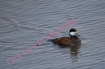 Click here to see more photographs of the Ruddy Duck by Maria Savidis