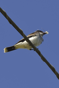 Bayonne, NJ 2018-8ds-5646, Eastern Kingbird