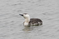 Bayonne, NJ 2018-8DS-4923, Red-throated Loon