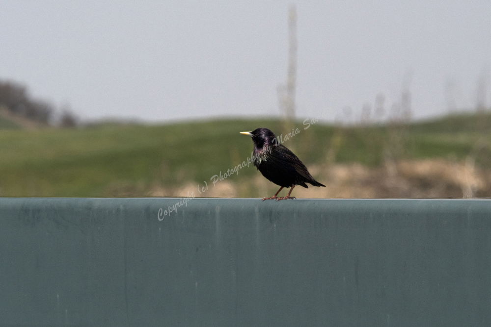 European Starling