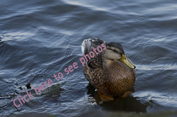 Click here to see more photographs of the American Black Duck