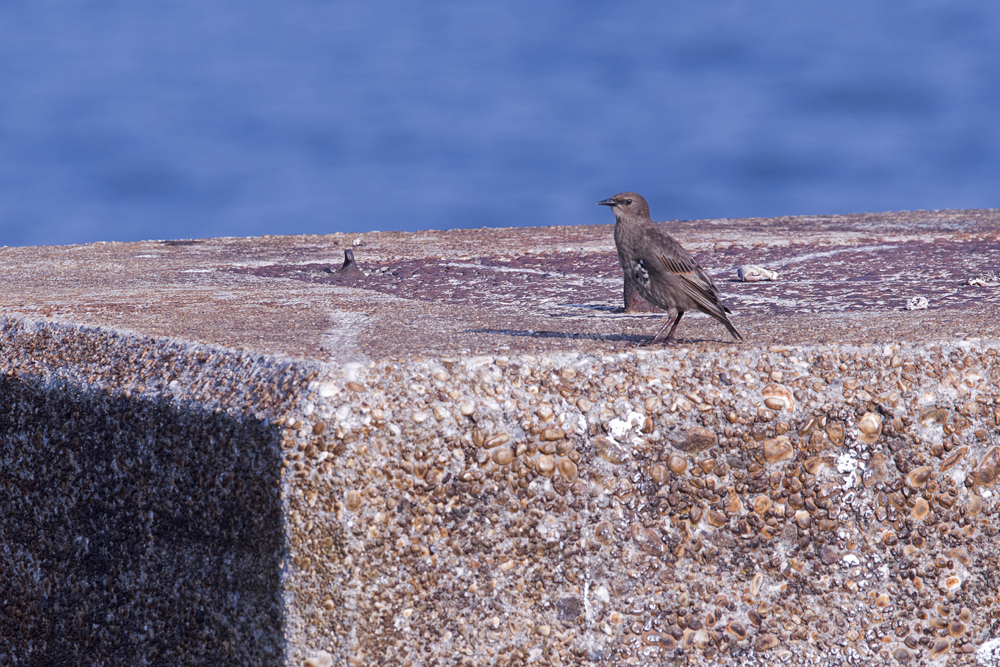 Juvenile European Starling