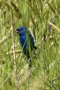 Cape May, NJ Spring 2018-71D-1414, Indigo Bunting