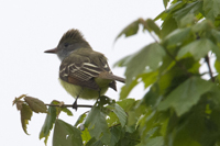 Cape May, NJ 2018-71D-1462, Great-crested Flycatcher