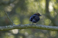 Cape May, NJ Spring 2018-71D-1865