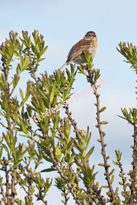Cape May, NJ 2018-8ds-5076, Field Sparrow