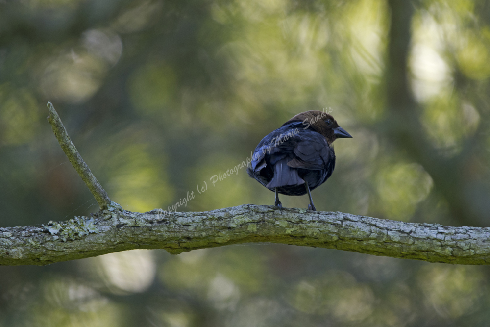 Male Brown-headed Cowbird, Cape May, NJ 2018