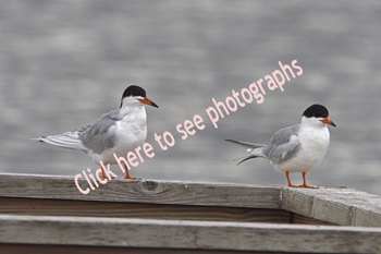 Click here to see photographs of Forsters Tern