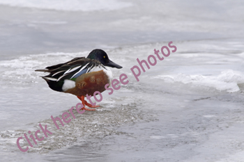 Click here to see more photographs of the Northern Shoveler by Maria Savidis
