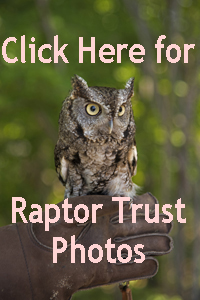 Click here to see Raptors photographed at the Raptor Trust
