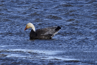 Forsythe National Refuge, Smithville, NJ 2018-8DS-1795Blue Morph Snow Goose