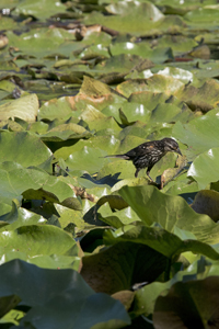 Garret Mountain Reservation, NJ 8ds-3742 Young Male Red-Winged Blackbird