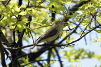 Click here to see more photographs of Vireo