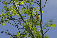 Baltimore Oriole, Garrett Mountain Reservation, NJ 2017-70d-7613