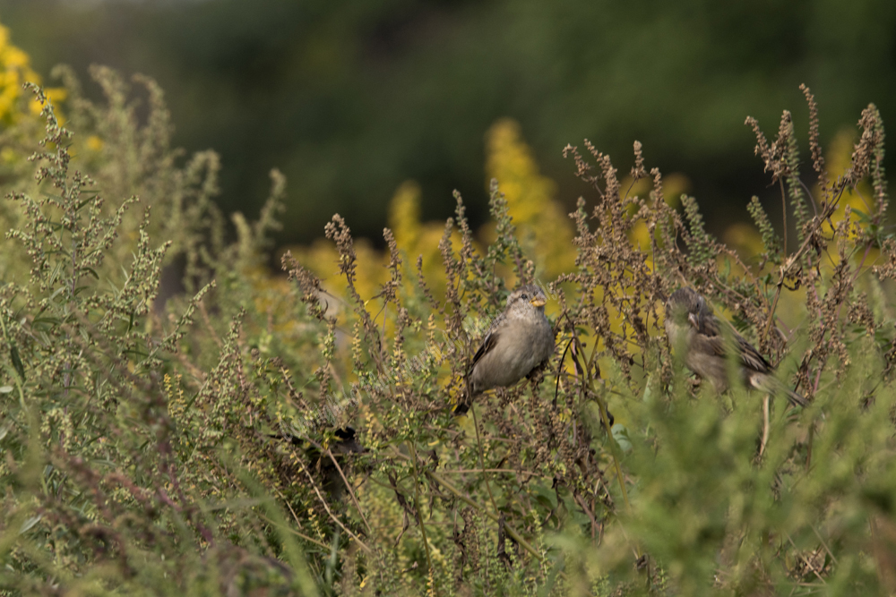 House Sparrow