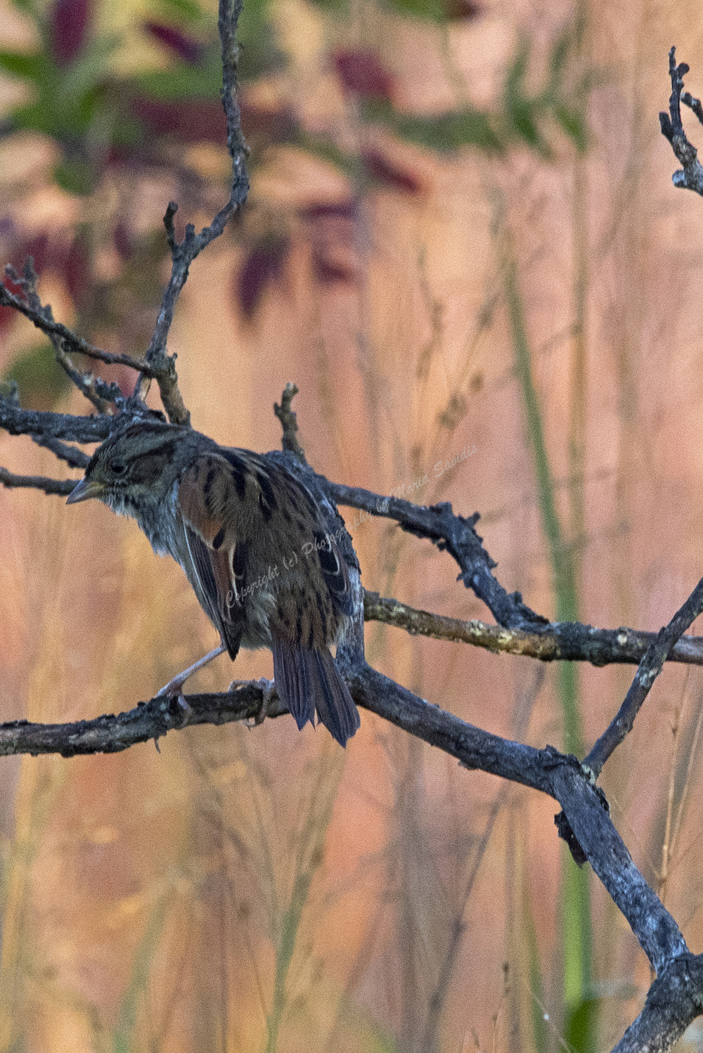 Swamp Sparrow, Jersey City, NJ