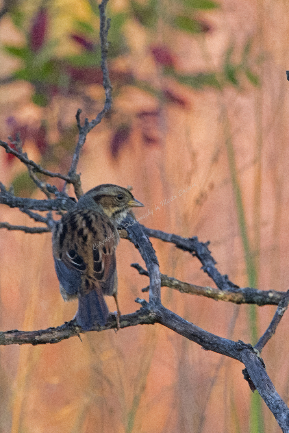 Swamp Sparrow