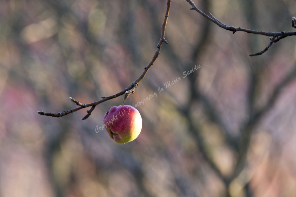 Jersey City, NJ 2017