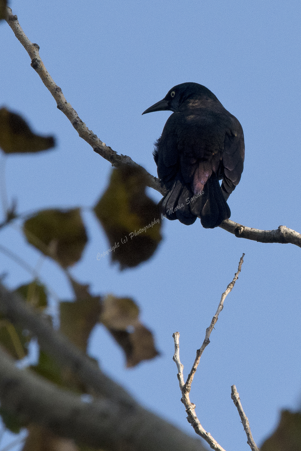 American Crow, Jersey City, NJ