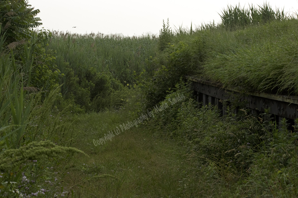 Jersey City, NJ 2017