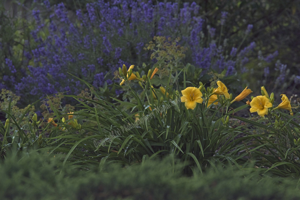 Jersey City, NJ 2017