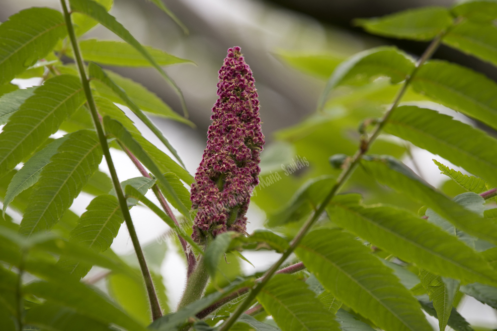 Jersey City, NJ 2017