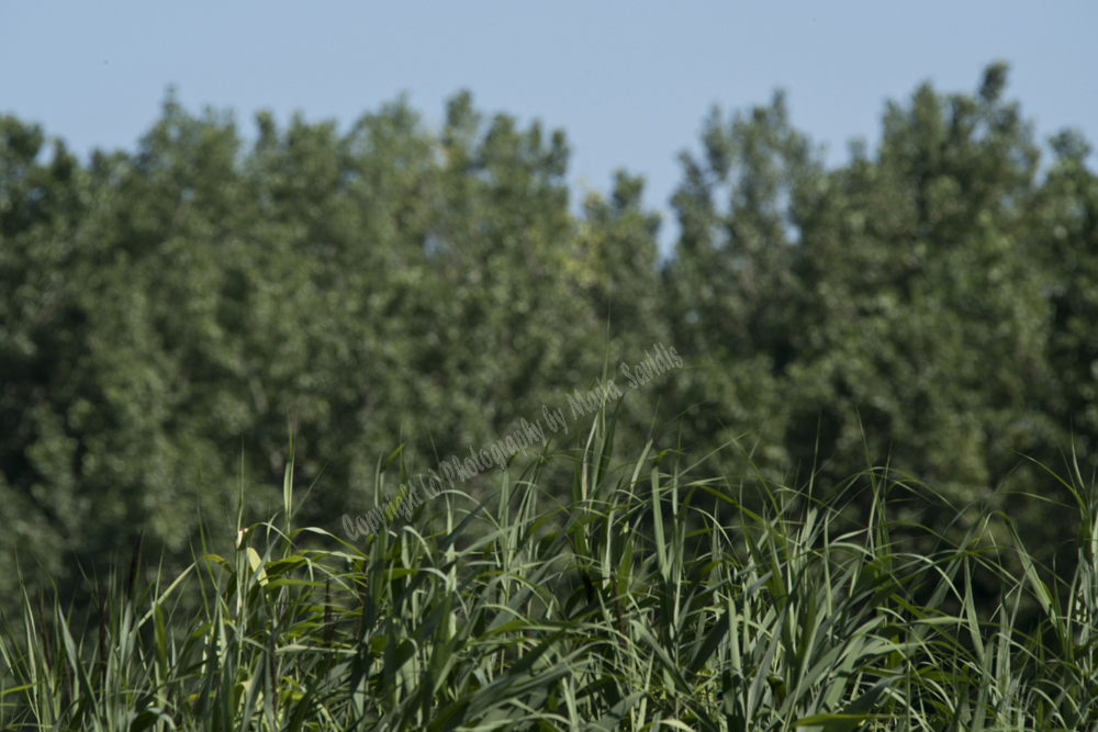 Jersey City, NJ 2017