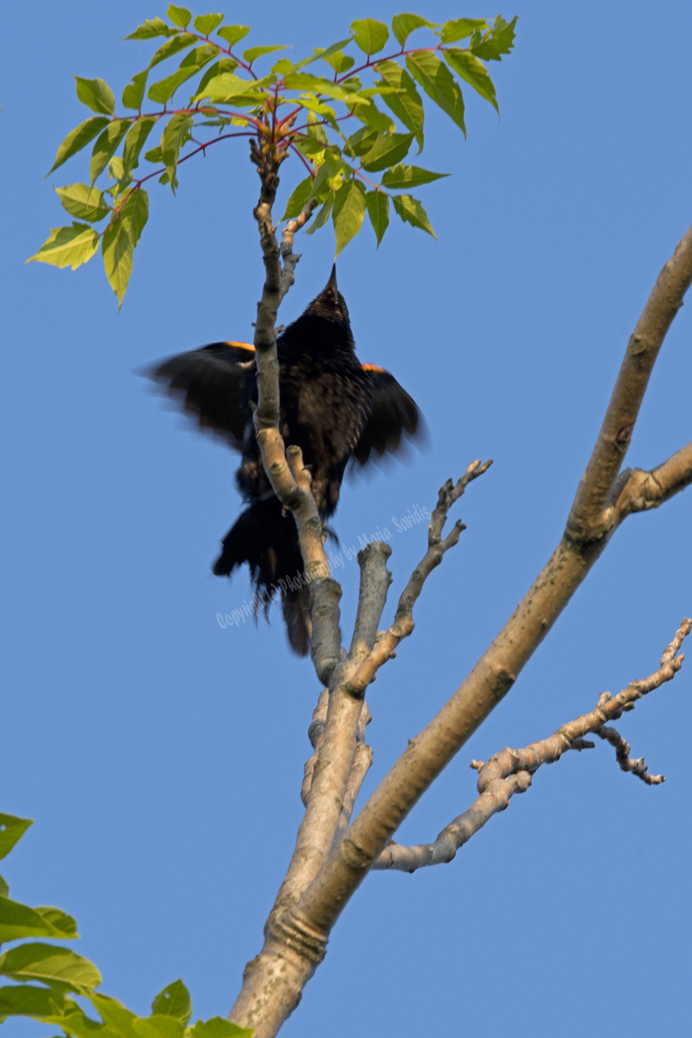 Red-Winged Blackbird
