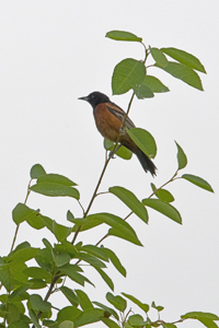 Liberty State Park, Jersey City, NJ June 2017-8ds-2775, Orchard Oriole