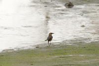 Liberty State Park, Jersey City, NJ June 2017-8ds-2809, Female Boat-tailed Grackle