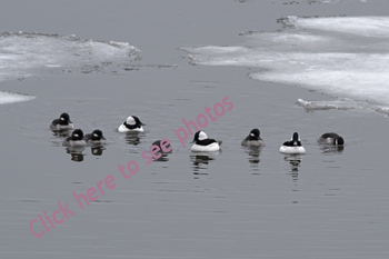 Click here to see more photographs of Bufflehead Ducks