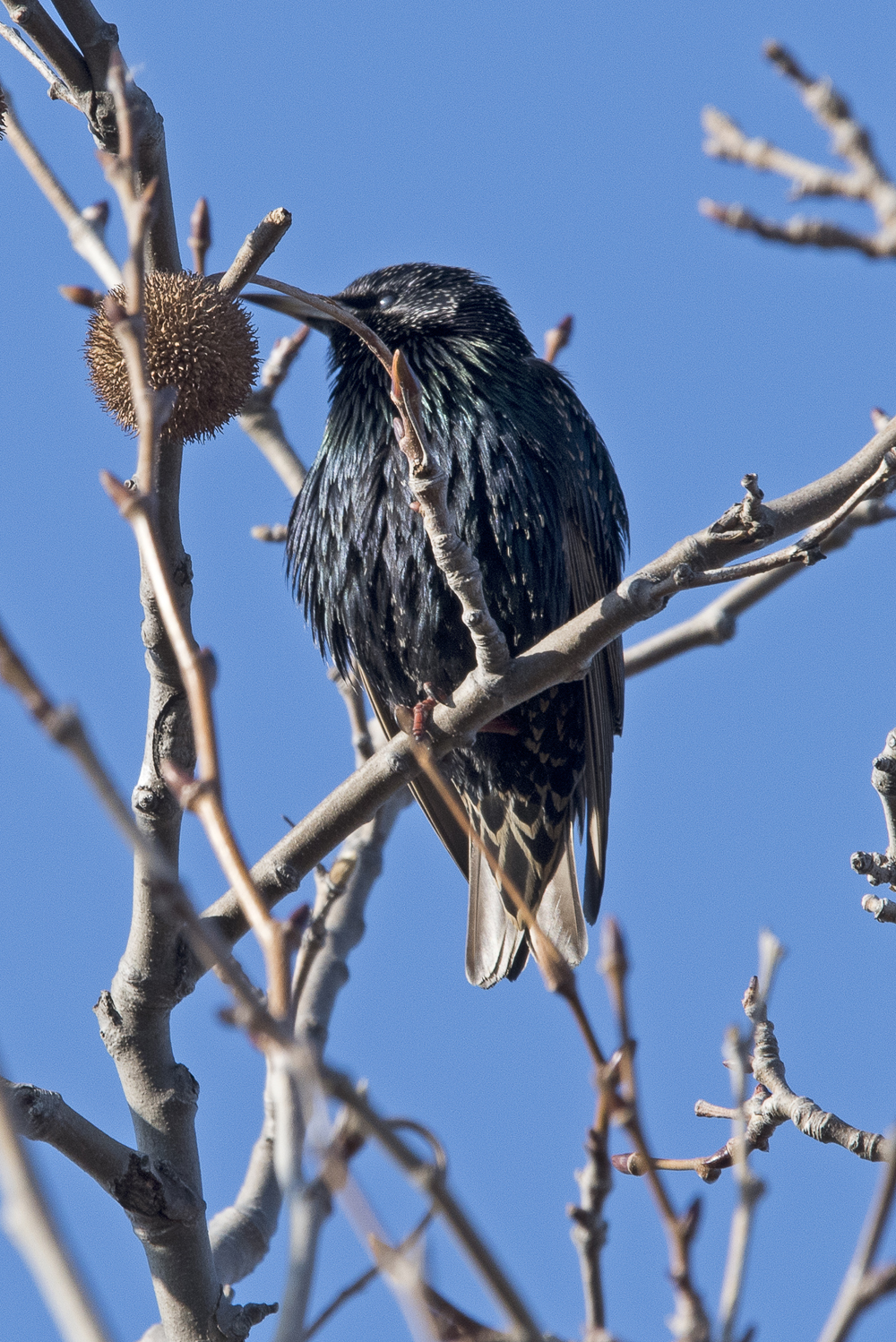 European Starling